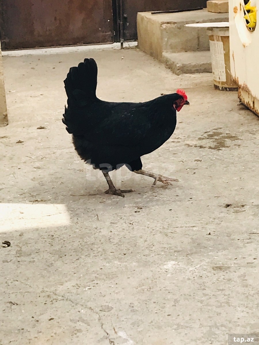 Toyuqlar