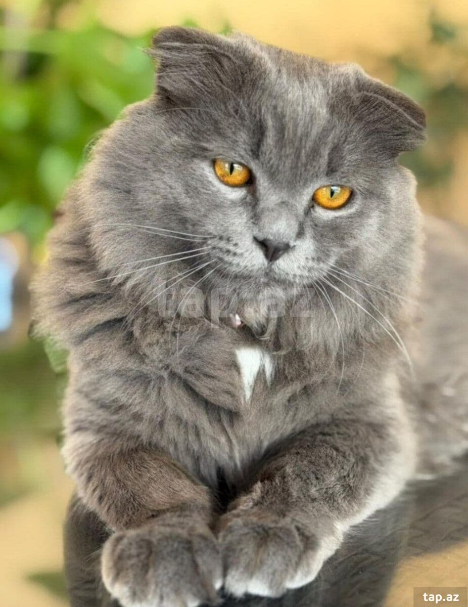 Şotland pişik balası