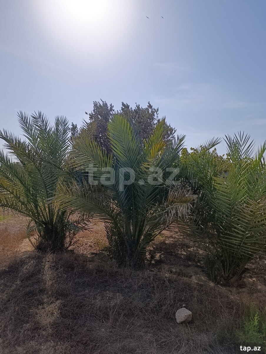 Land for sale, Zira, Baku