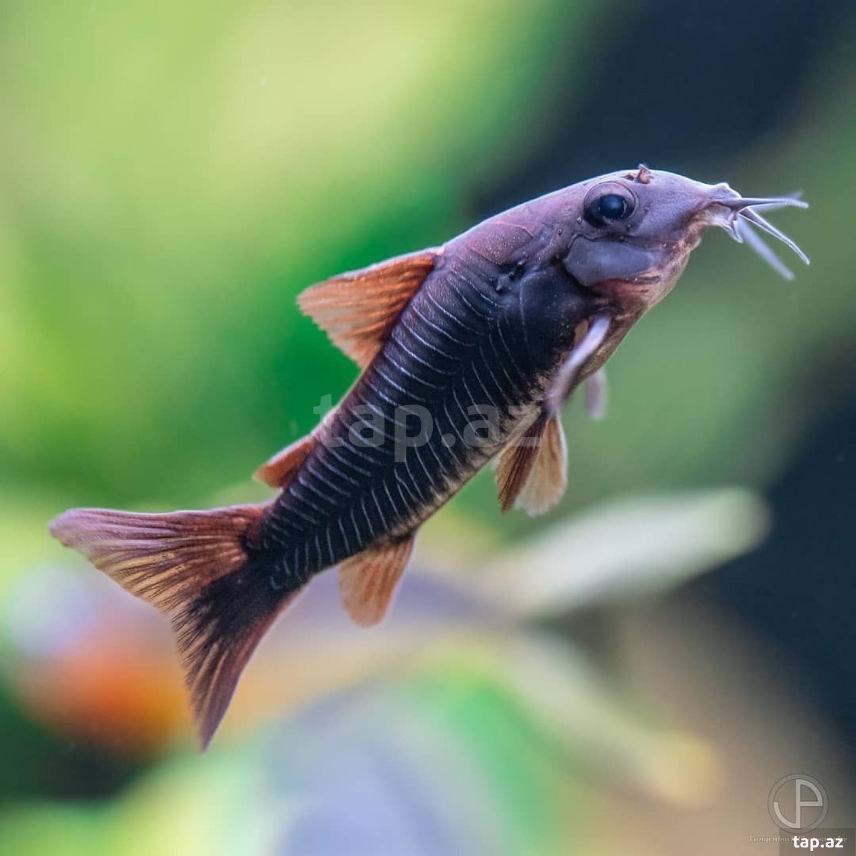 Koridoras Venezuella Black