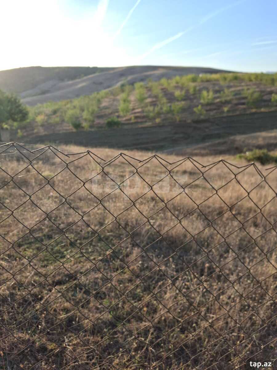 12 sot torpaq sahəsi, Şamaxı r.
