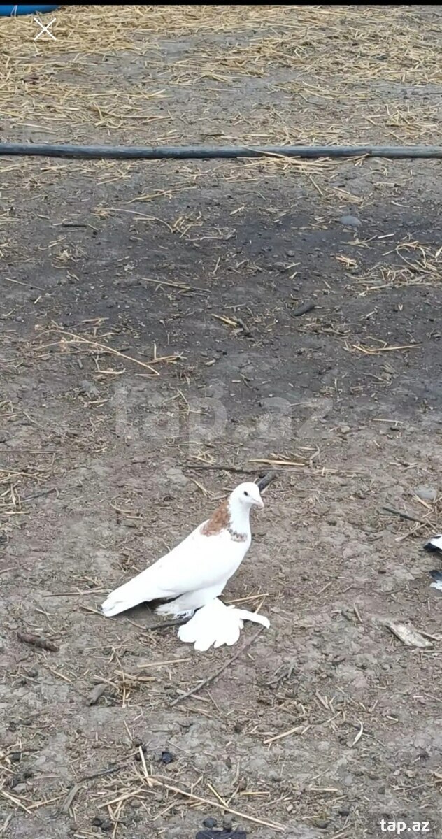 Göyərçin