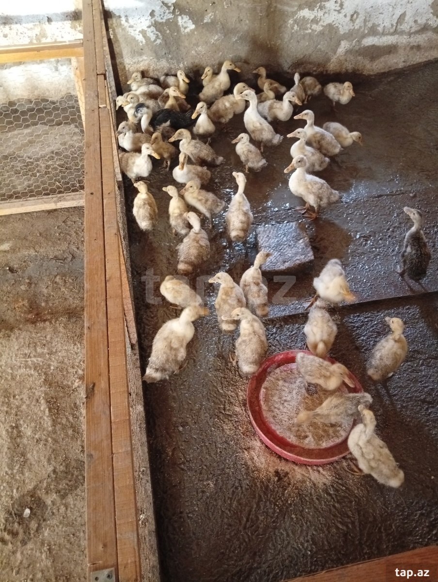 Pekin ördəklərin cücələri