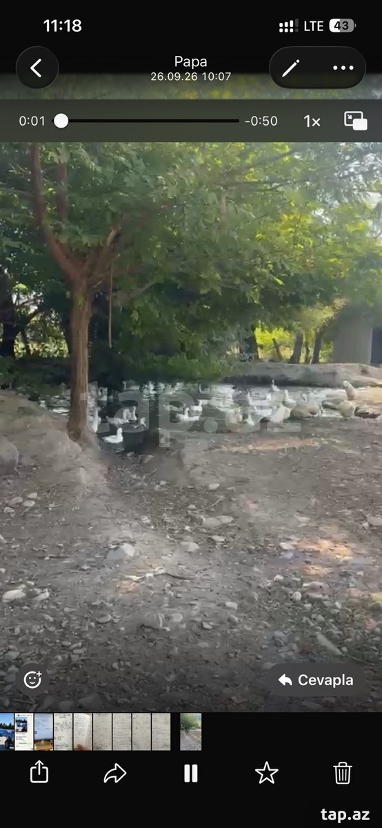 Pekin ördəyi və qazı
