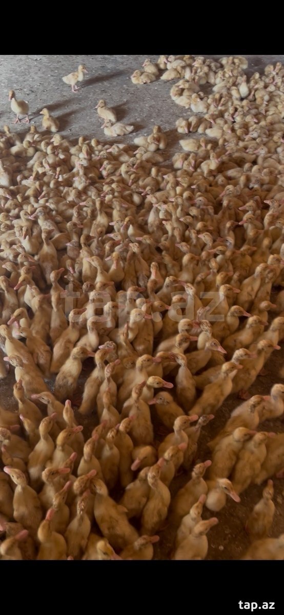 Pekin ördəkləri