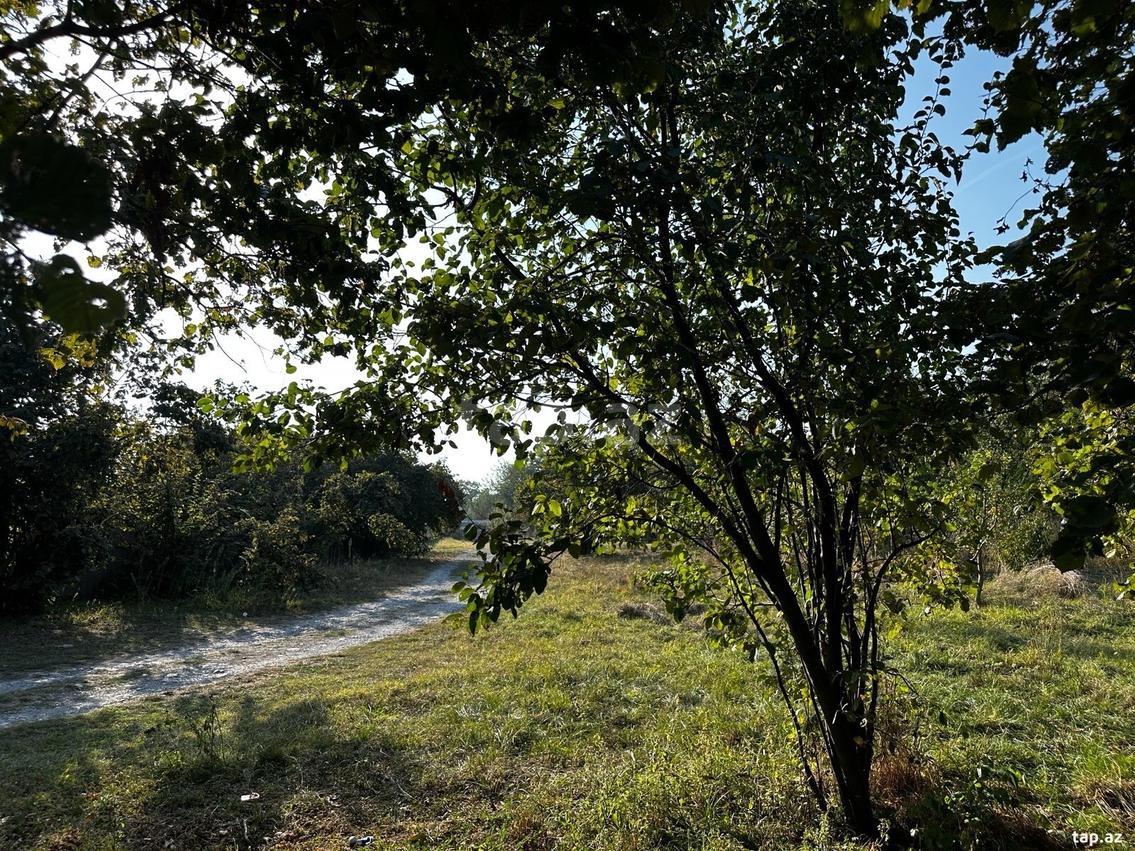 Land for sale, Gabala, Gabala