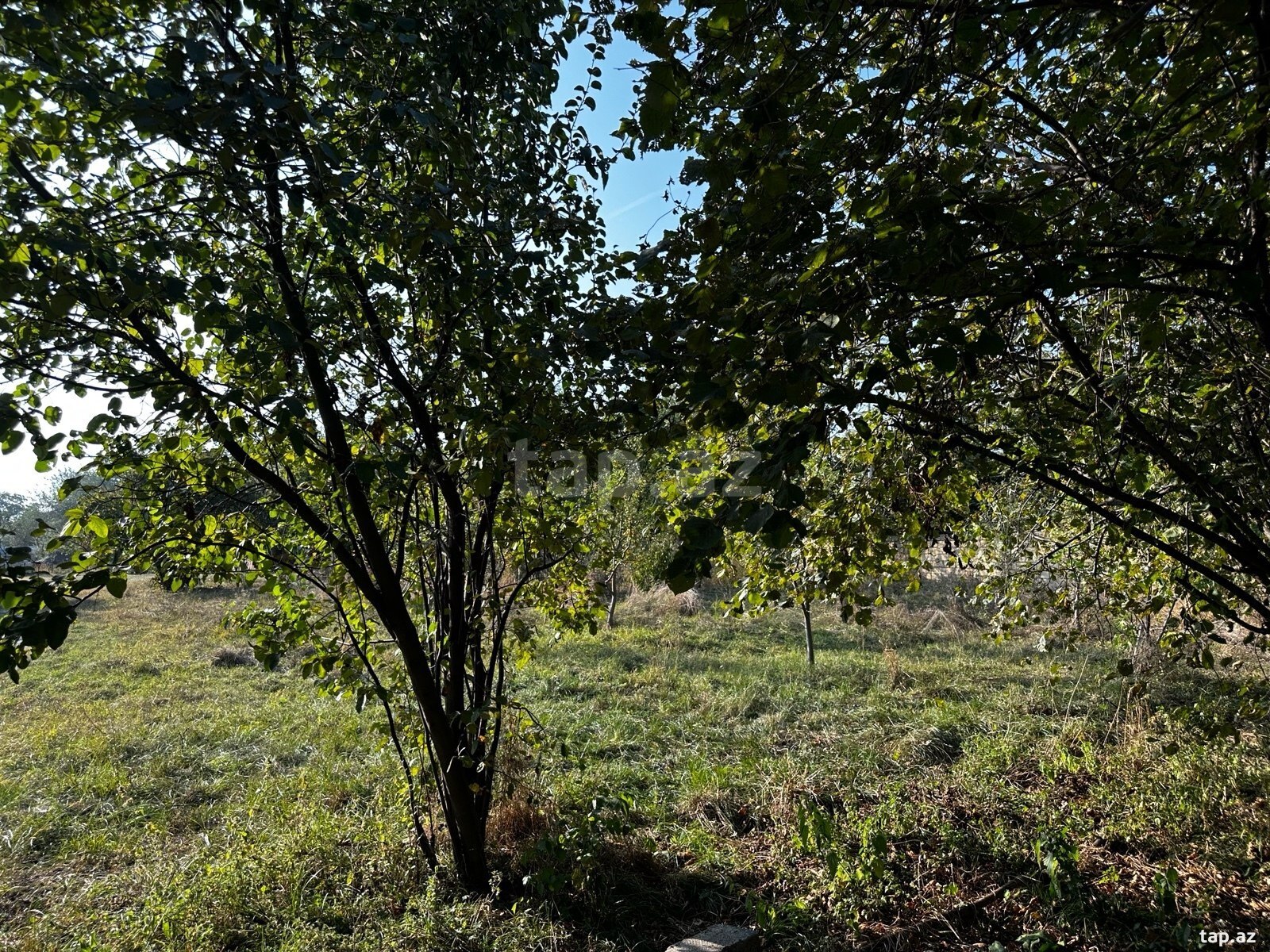 Land for sale, Gabala, Gabala