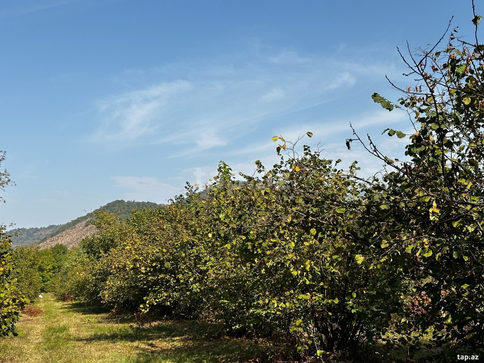 Land for sale, Gabala, Gabala