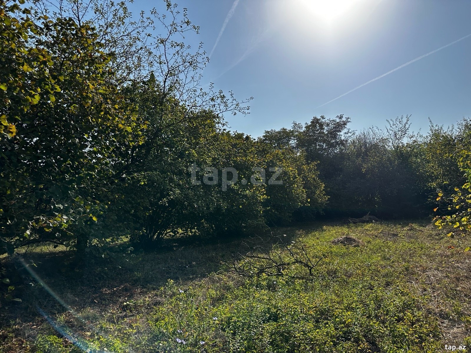 Land for sale, Gabala, Gabala