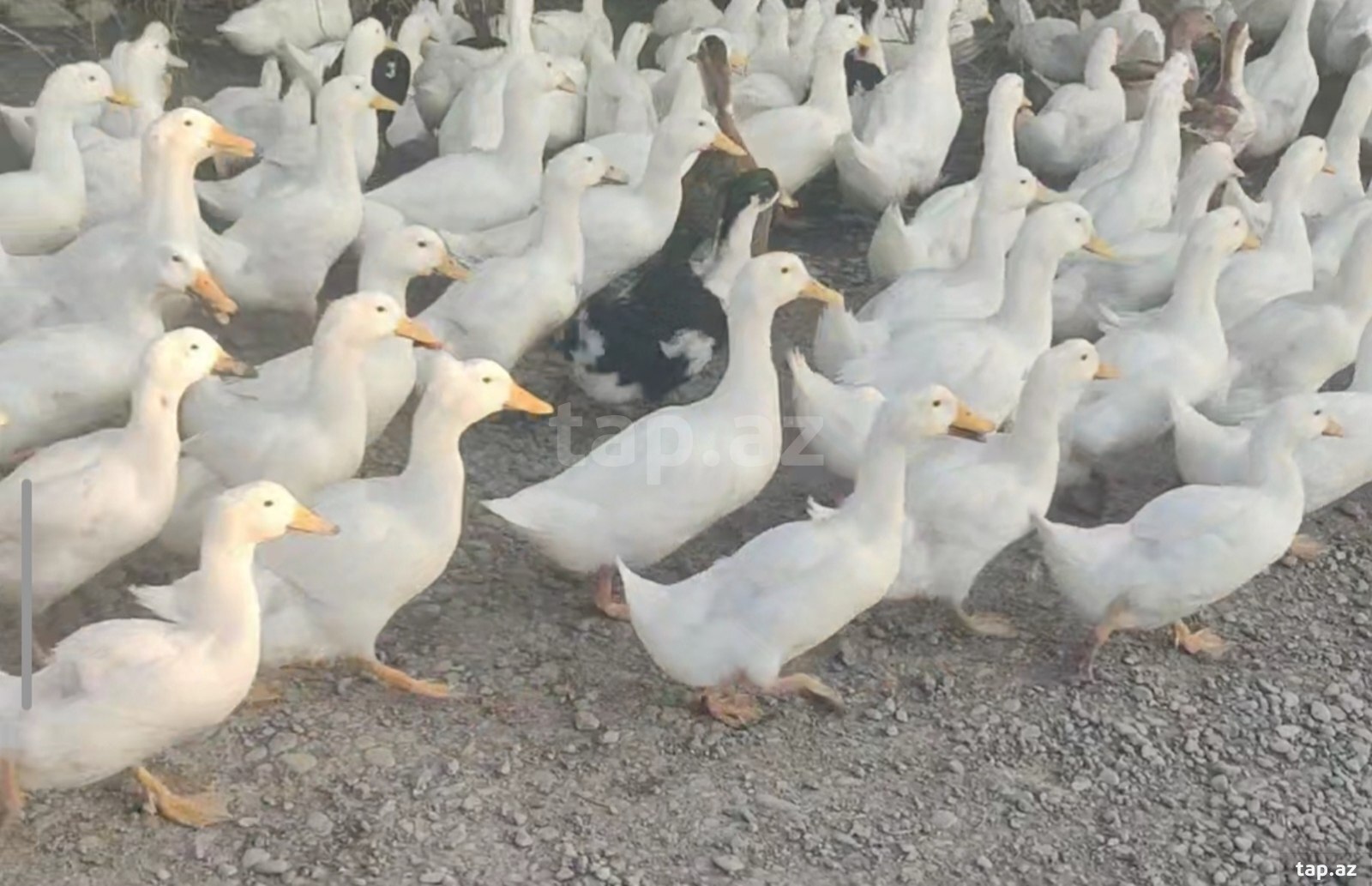 Pekin ördəkləri
