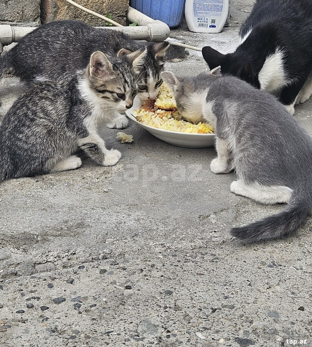 Pişik balaları etibarlı əllərə verilir
