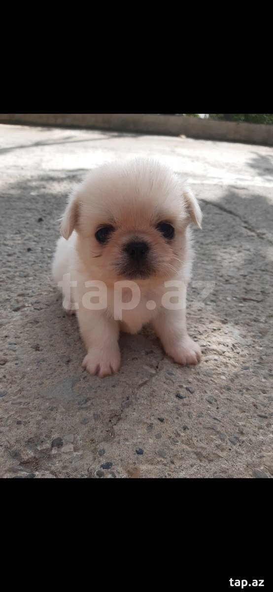 Pekines balası
