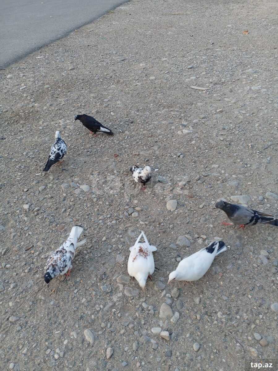 Göyərçinlər