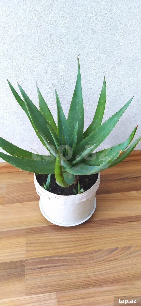 Aloe