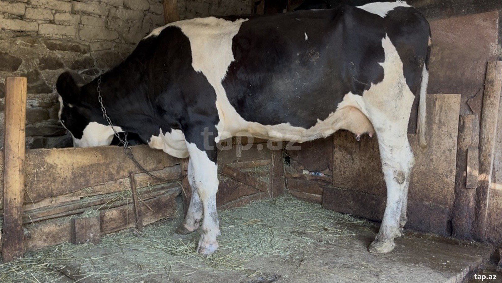 Simmental inək