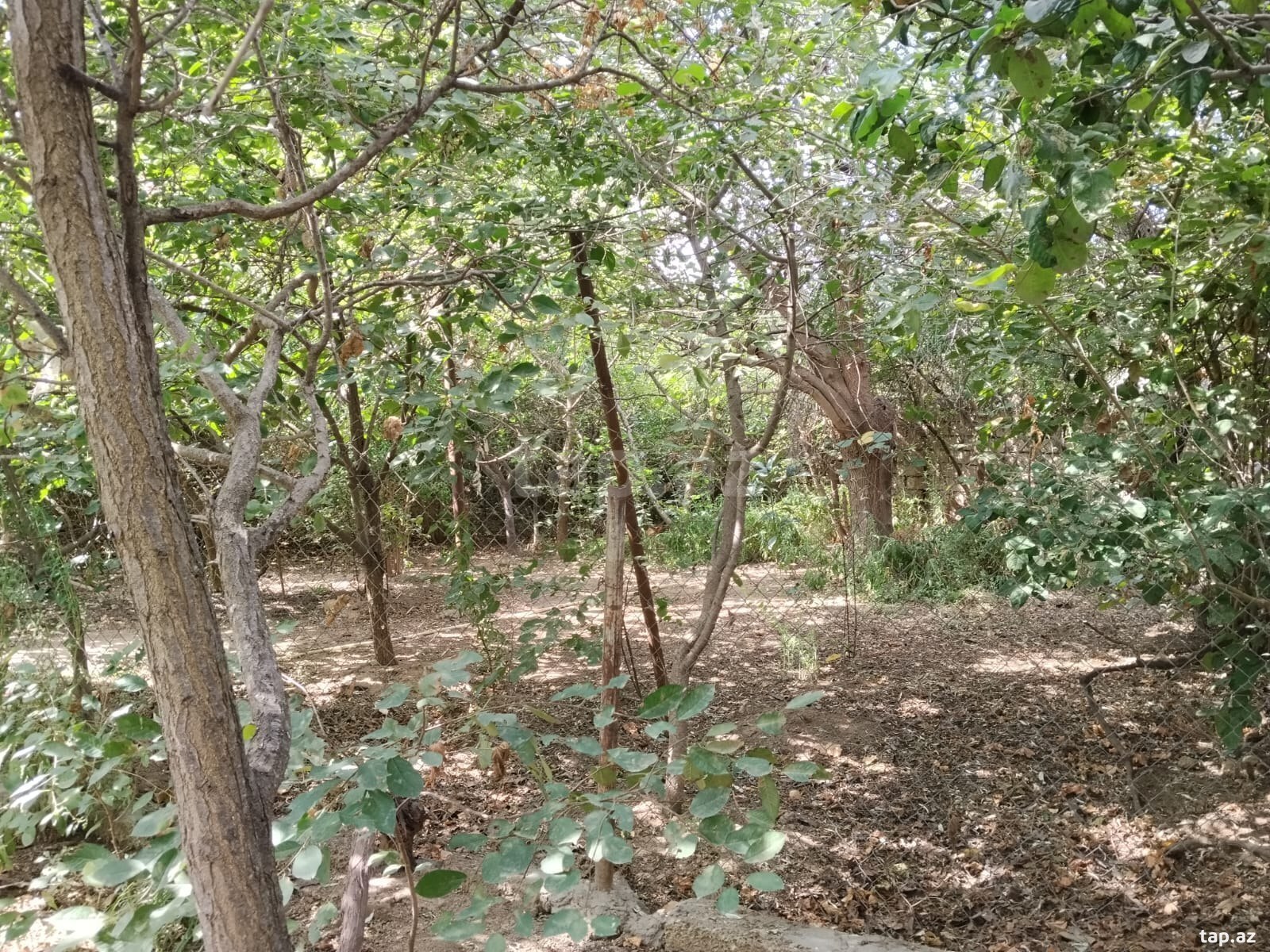 Land for sale, New Ramana, Baku