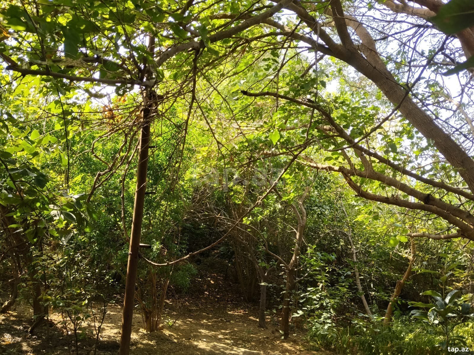 Land for sale, New Ramana, Baku