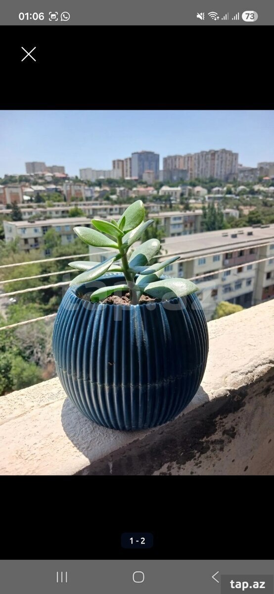 Pul gülü