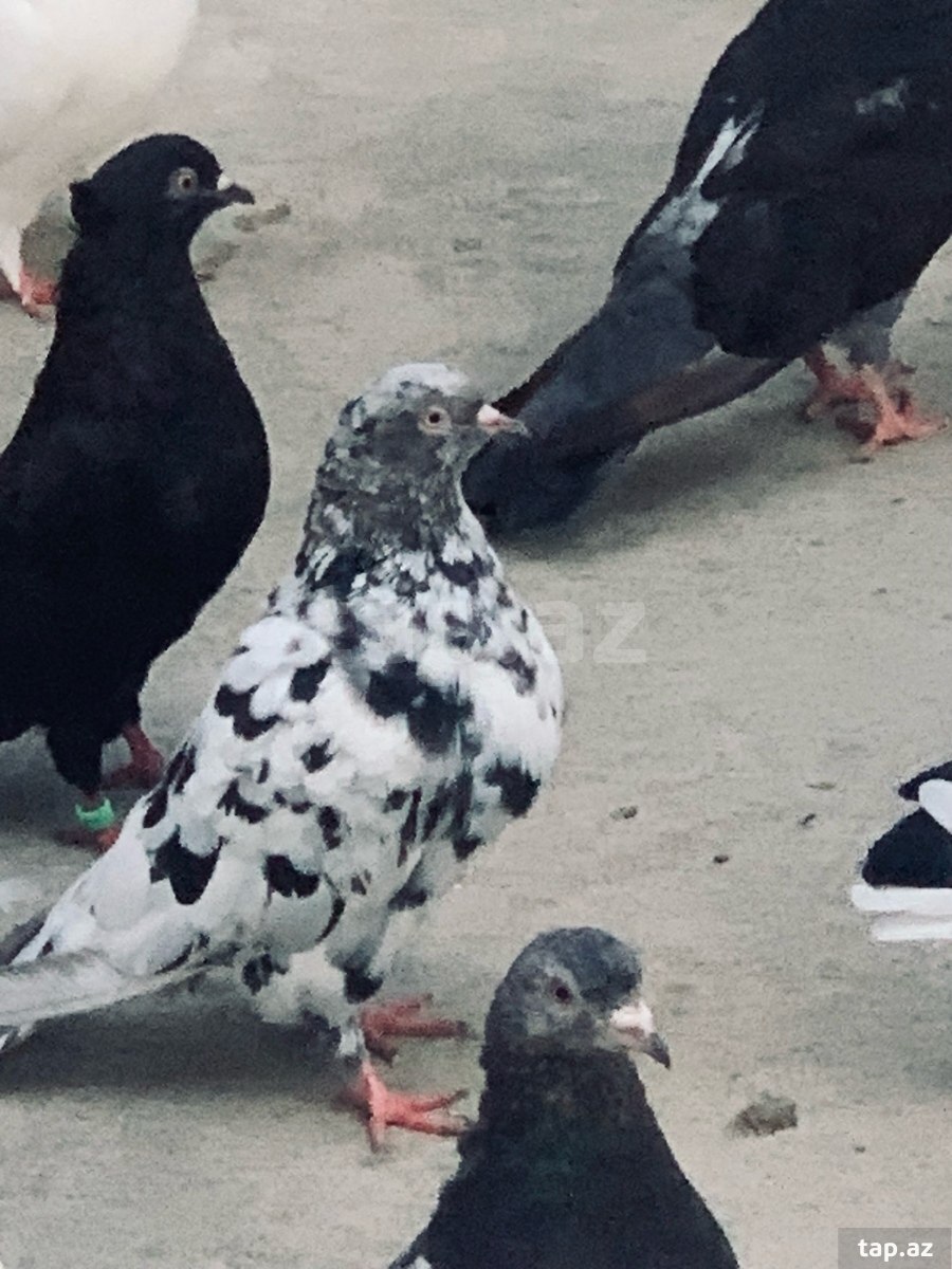 Göyərçinlər