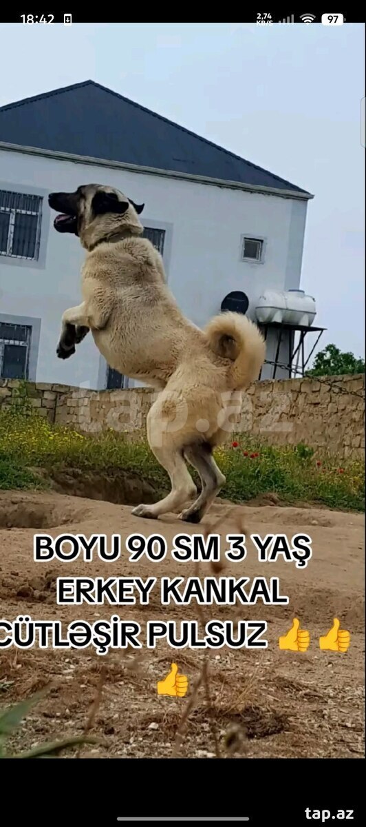 Kanqal (cütləşdirmək üçün)