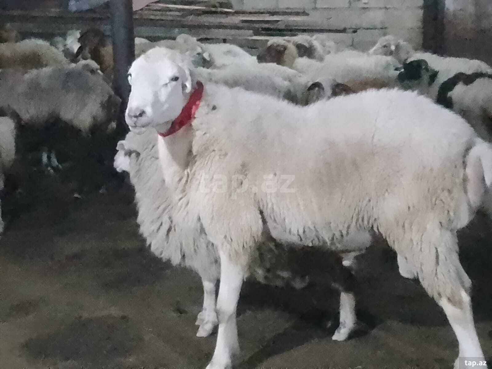 Qoç