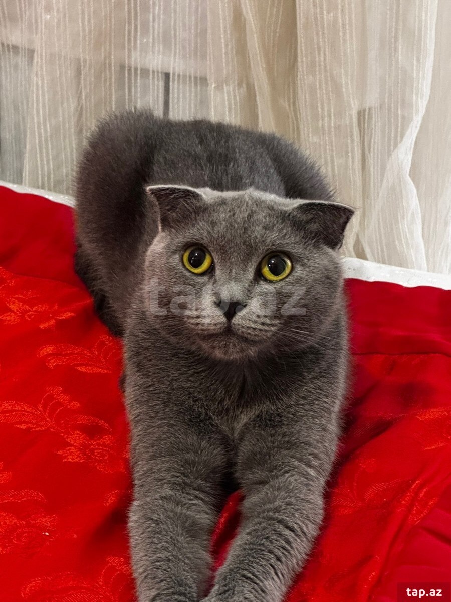 Şotland (cütləşdirmək üçün)