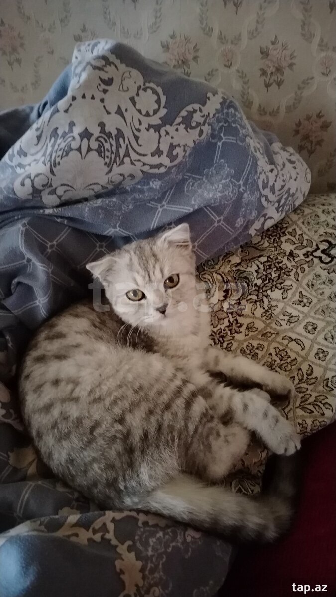 Şotland pişiyi