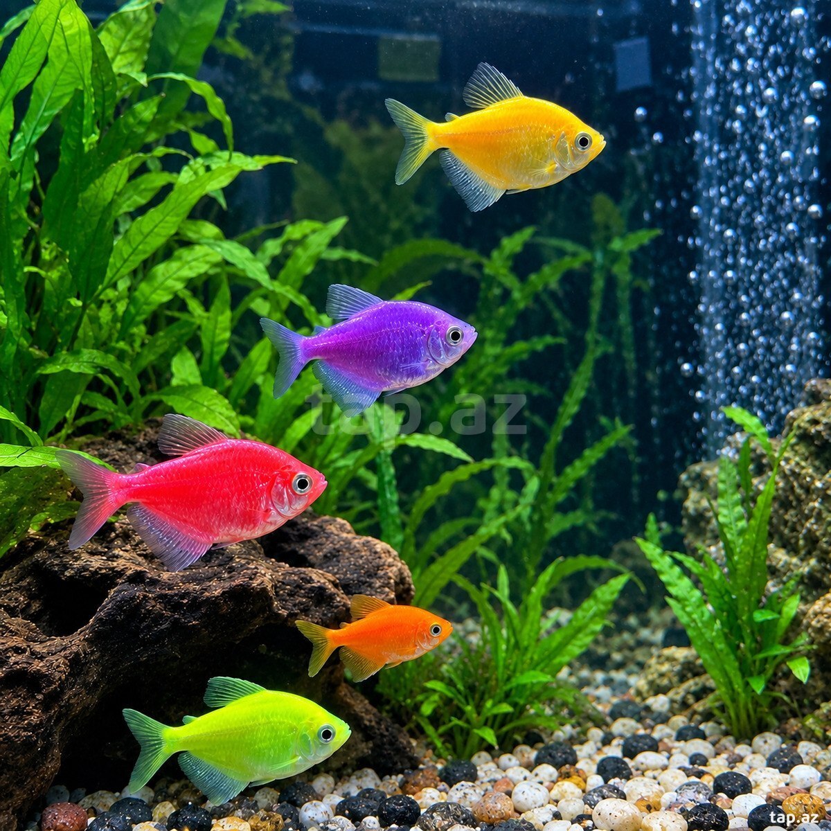 Akvarium və balıqlar