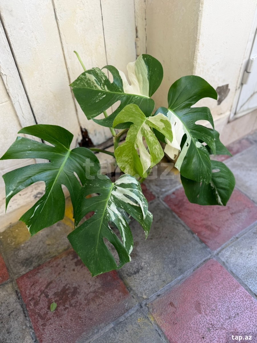 Albo Monstera