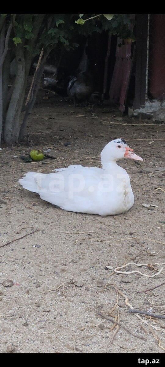 Lal ördəklər