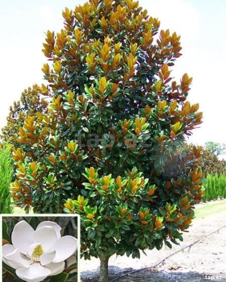Magnoliya ağacları
