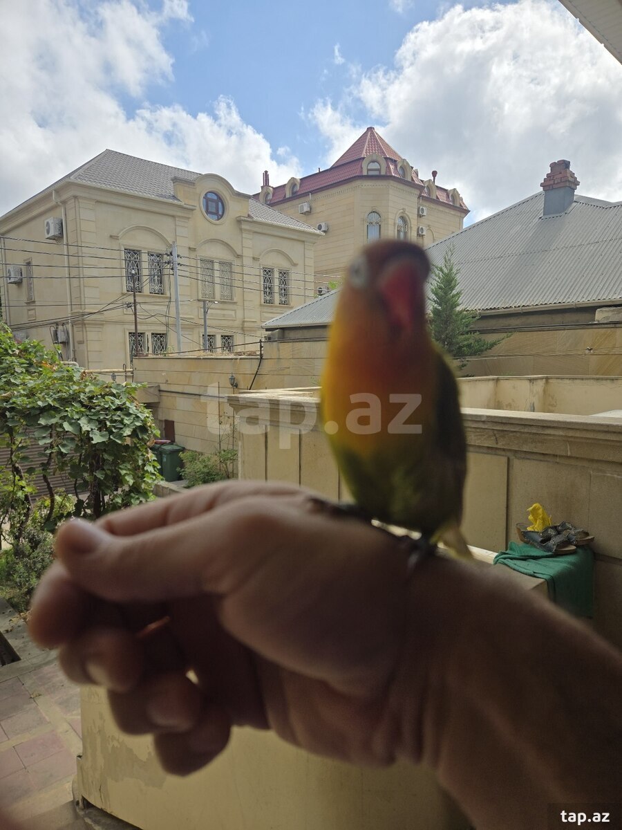 Fisher Lovebirds