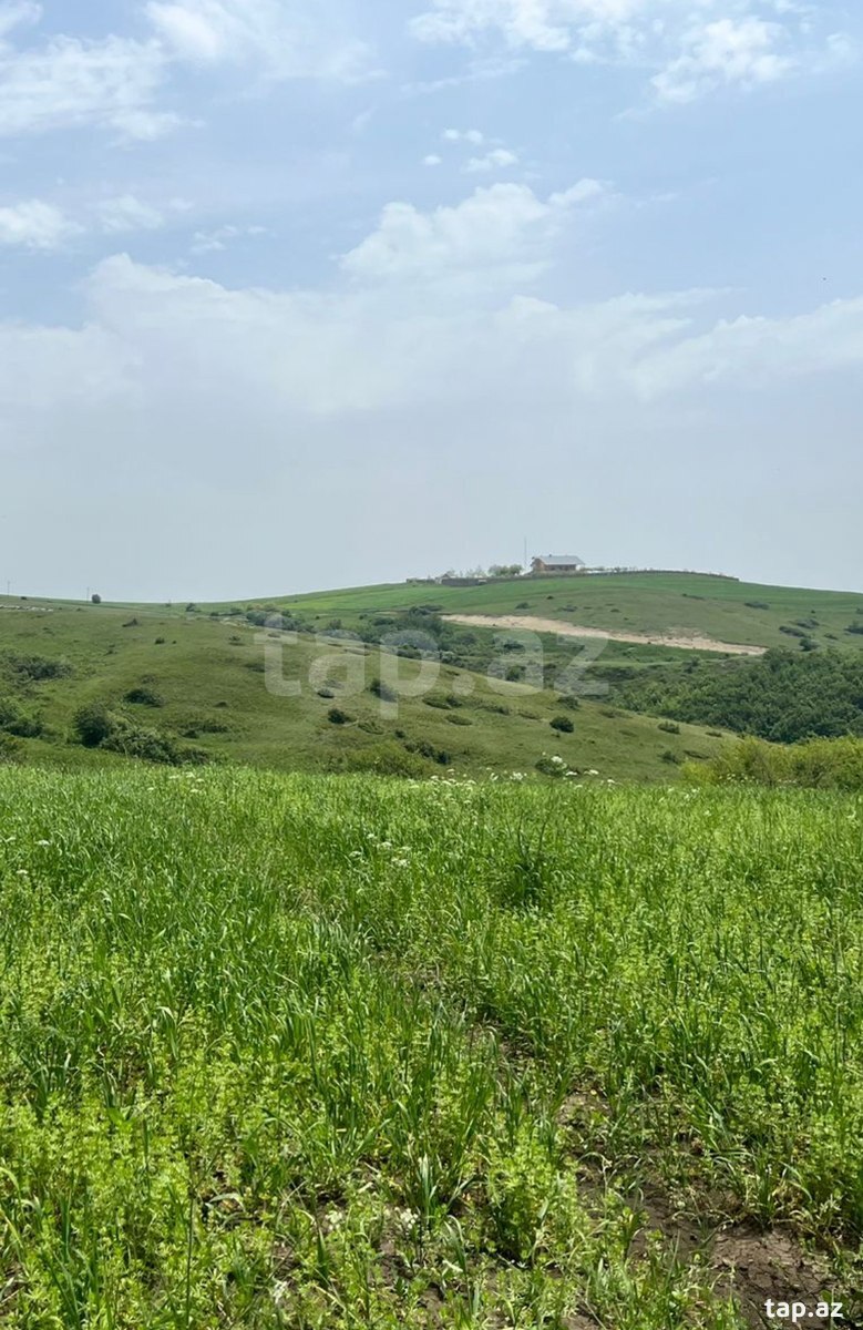 479 sot torpaq sahəsi, Şamaxı ş.