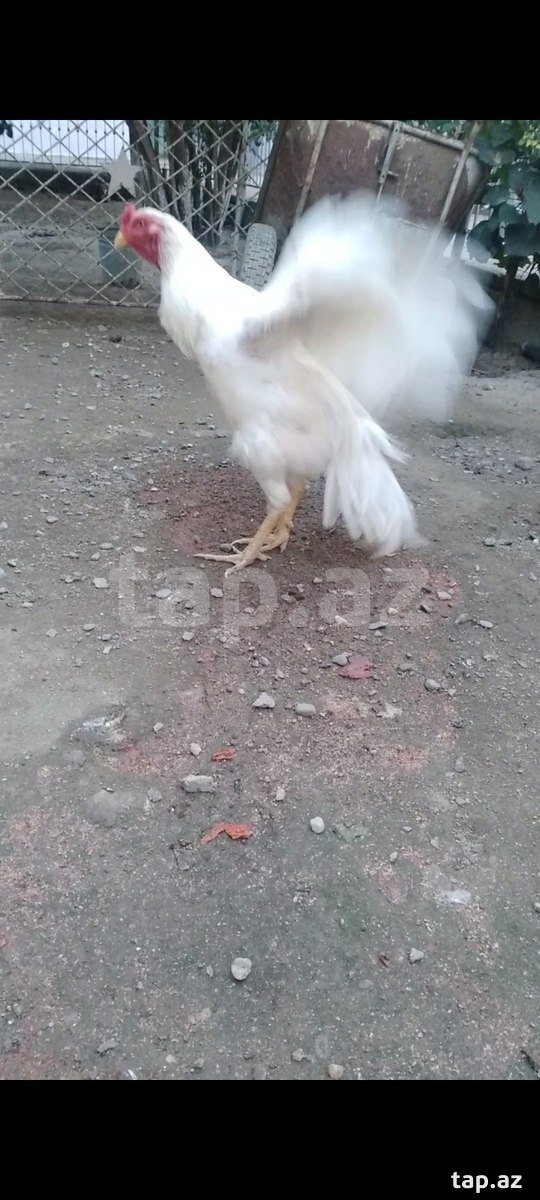 Heyratı beçə