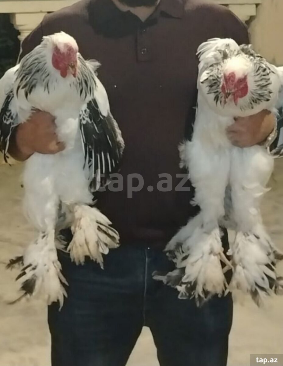 Brama toyuqları