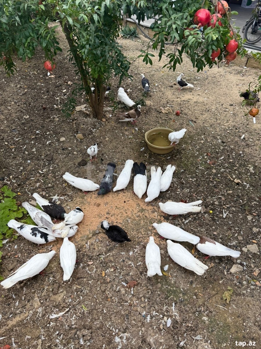 Göyərçinlər