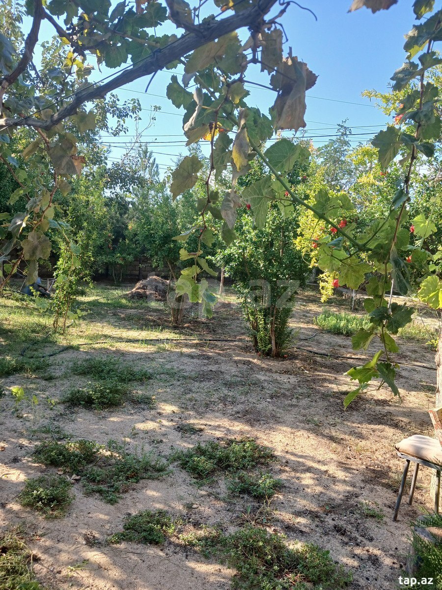 3 sot torpaq sahəsi, Albalı qəs.