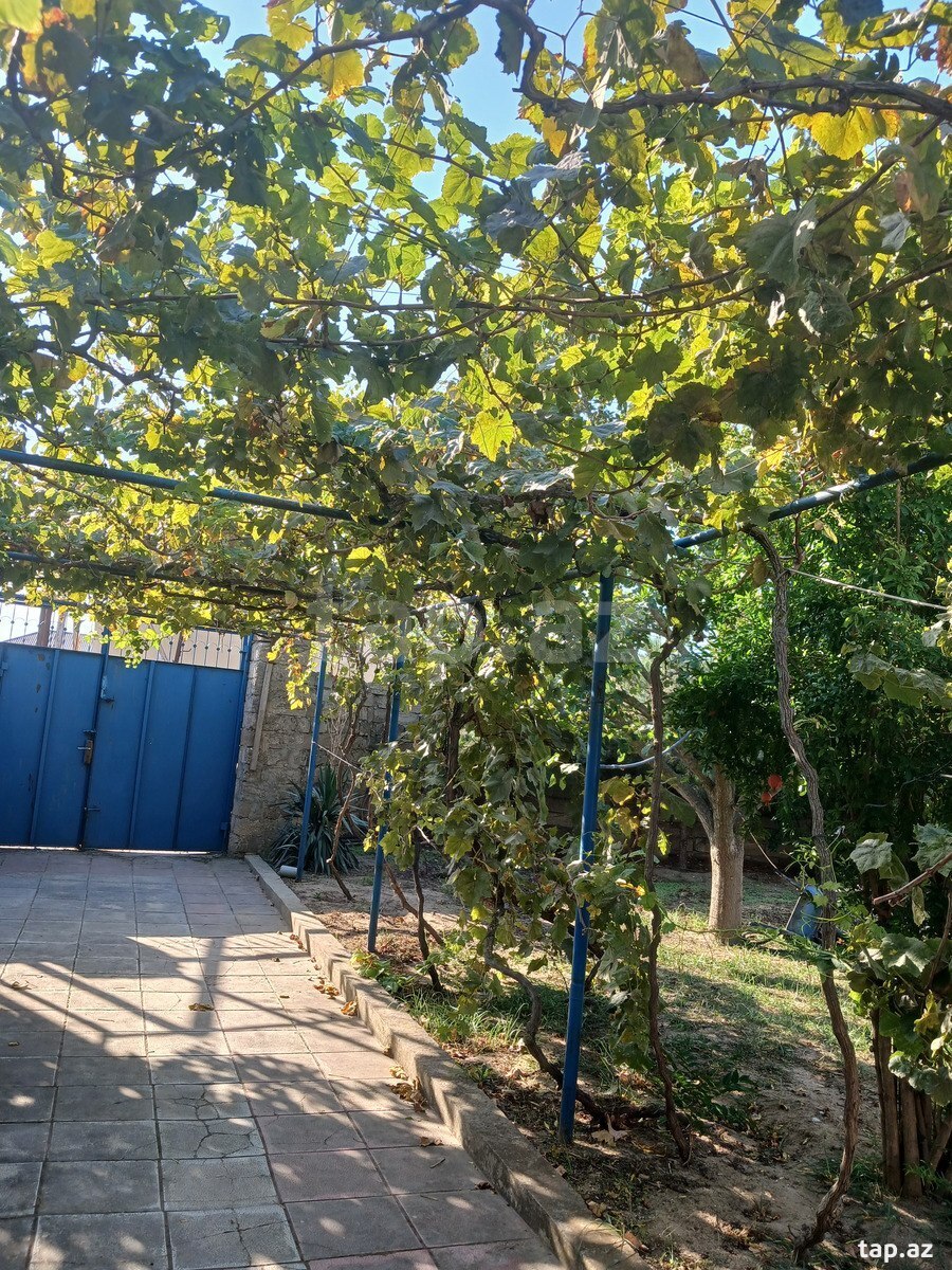 3 sot torpaq sahəsi, Albalı qəs.