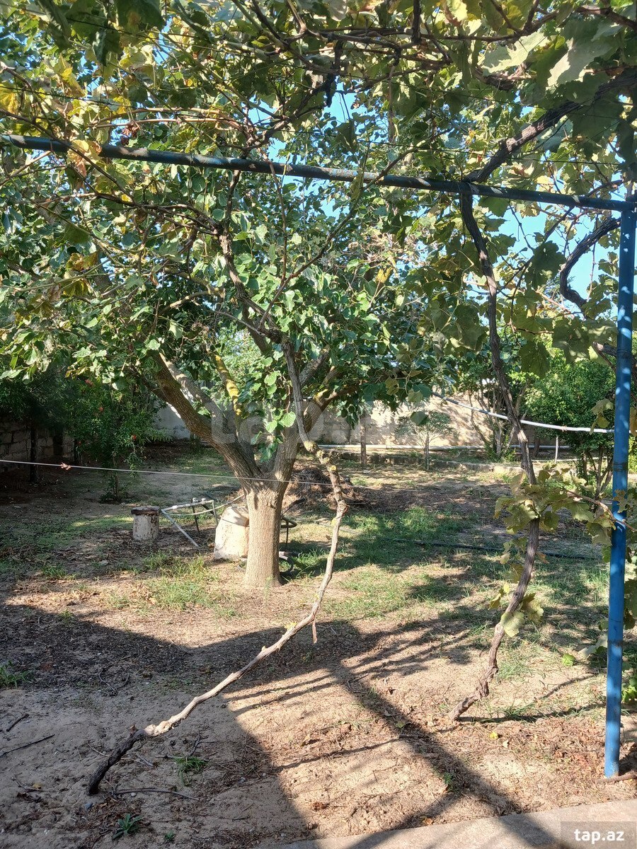 3 sot torpaq sahəsi, Albalı qəs.