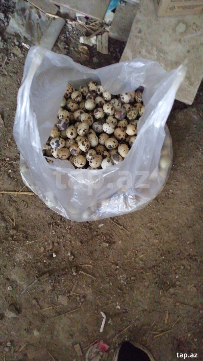 Bildirçin yumurtası