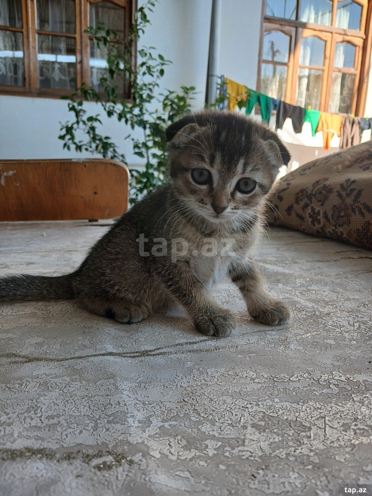 Şotland pişiyi balası