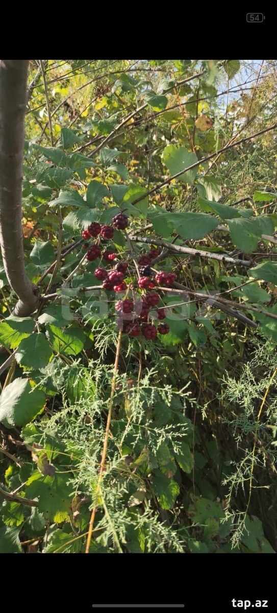 30 sot torpaq sahəsi, Sabirabad r.