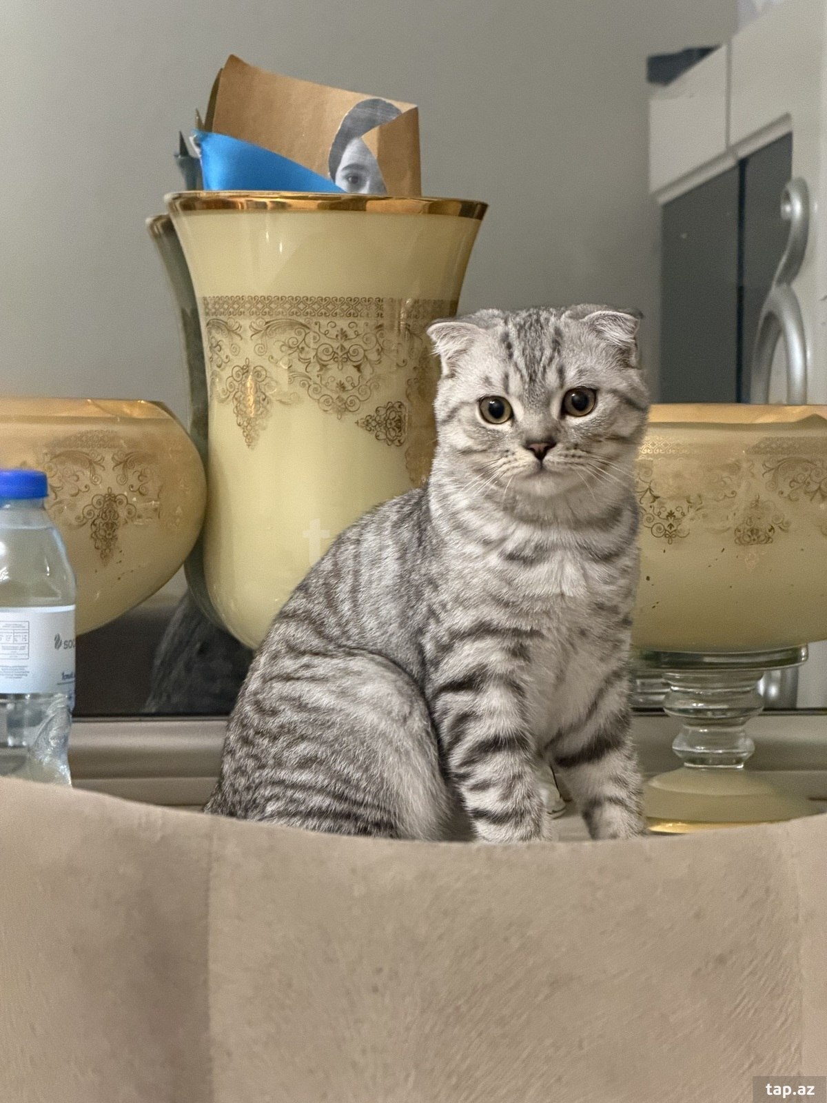 Şotland pişiyi etibarlı əllərə verilir