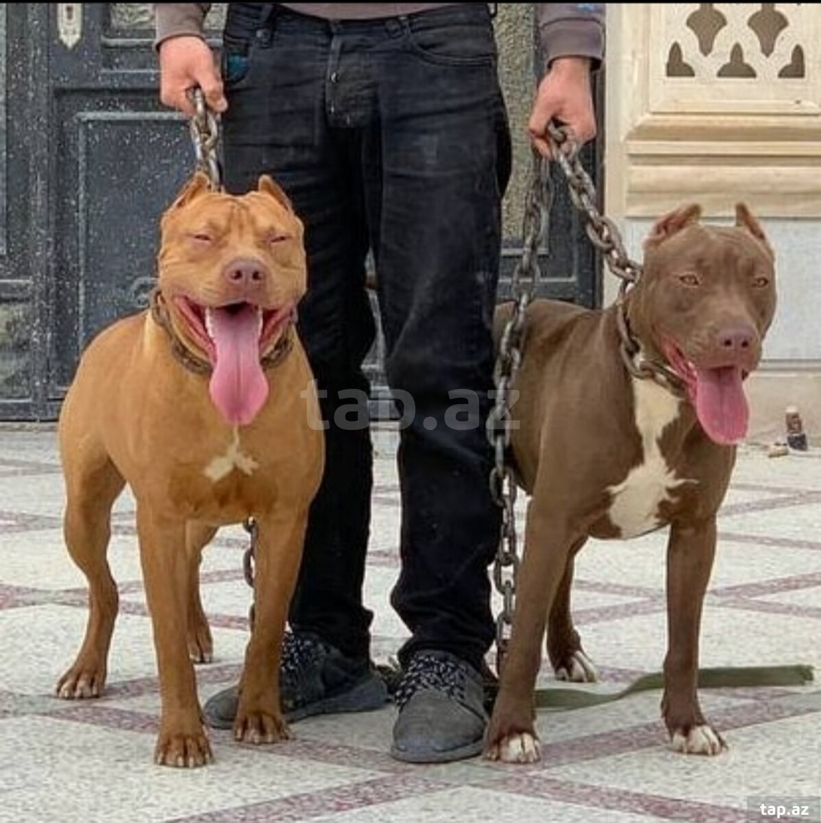 Pitbul balası
