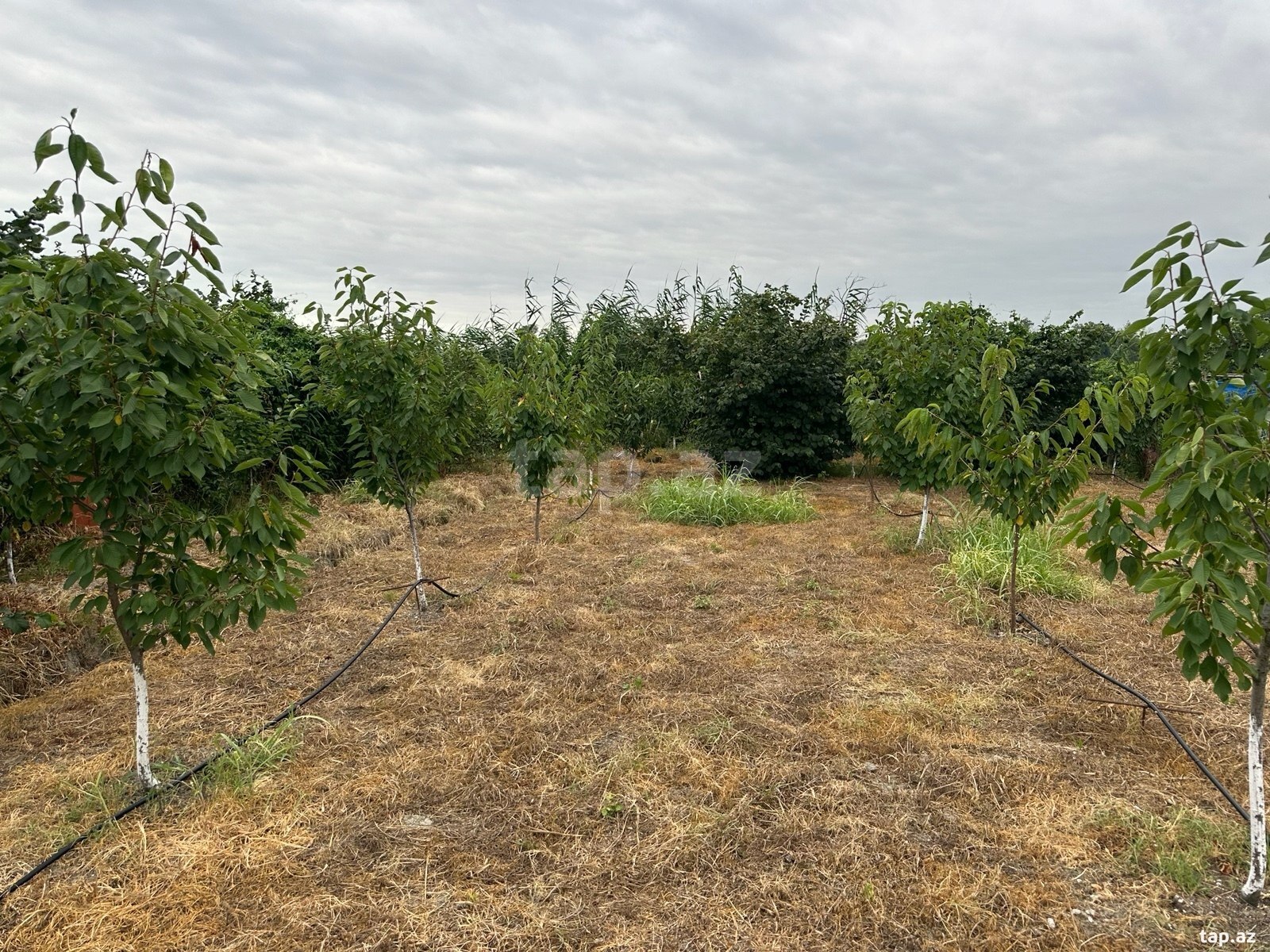 2-комн. частный дом на продажу, Xaçmaz