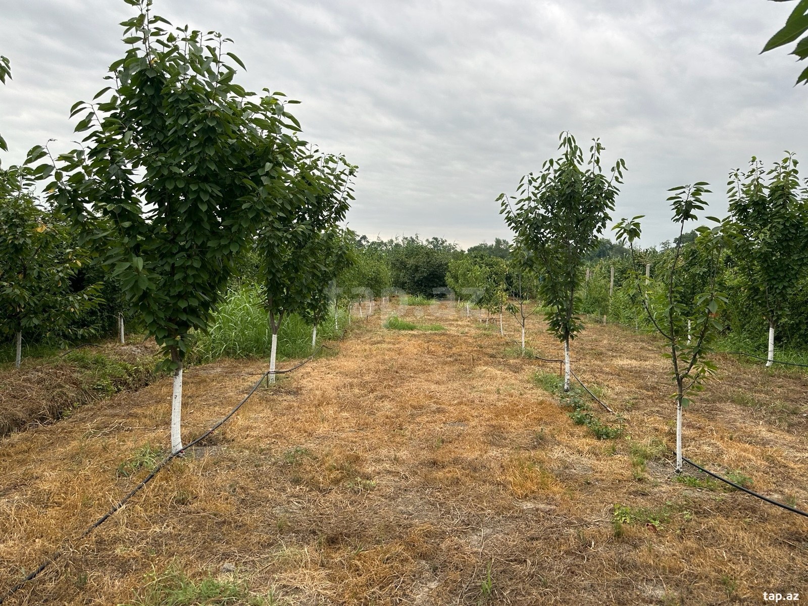 2-комн. частный дом на продажу, Xaçmaz
