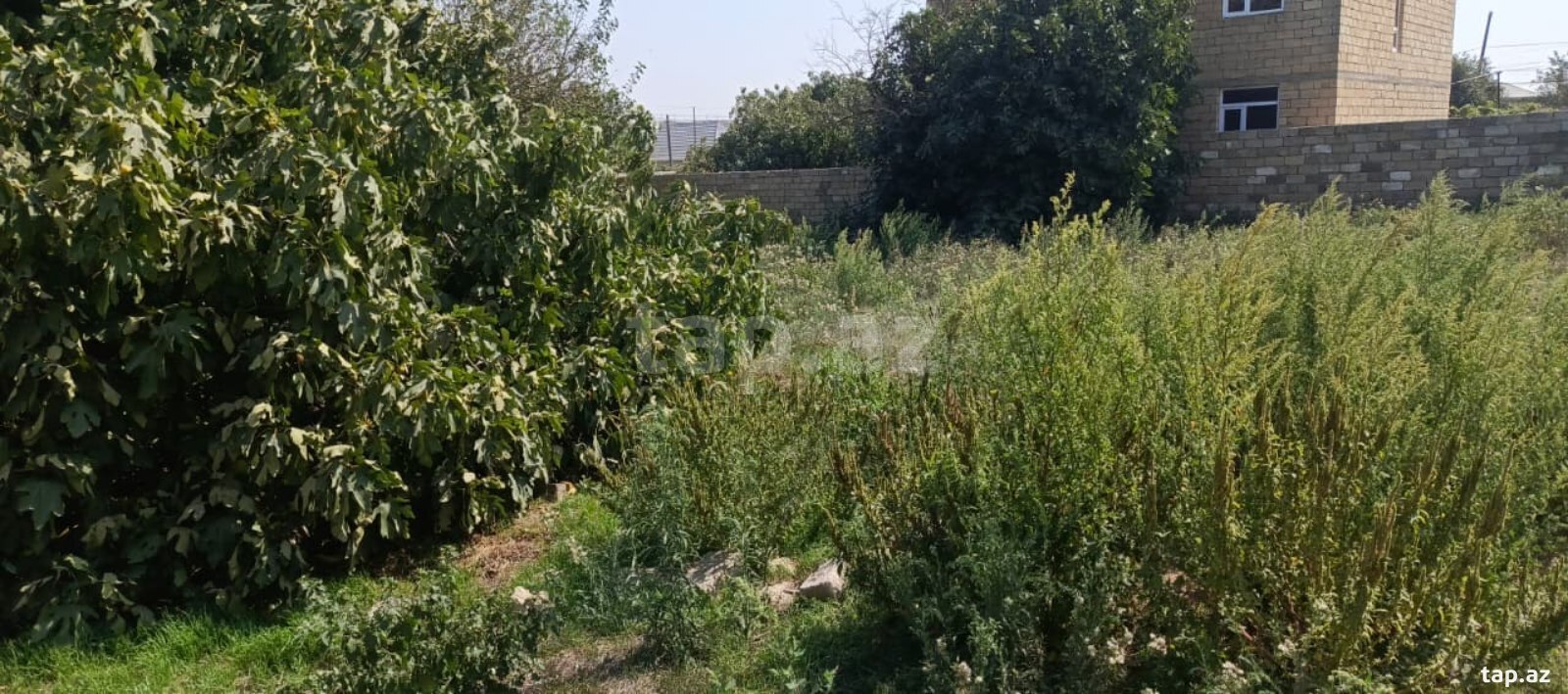 Torpaq satılır, Bakı