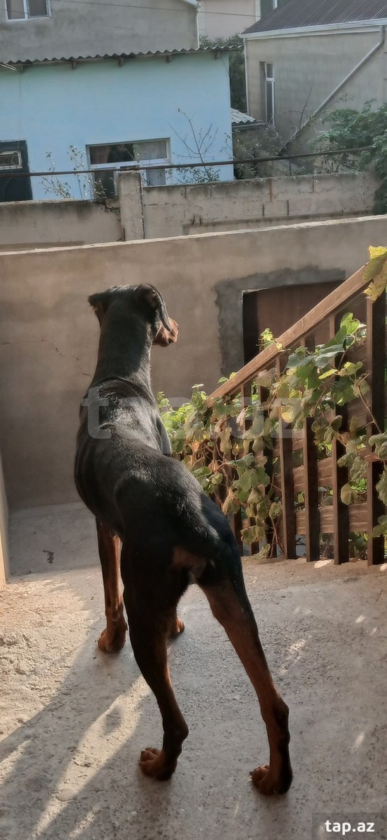 Doberman