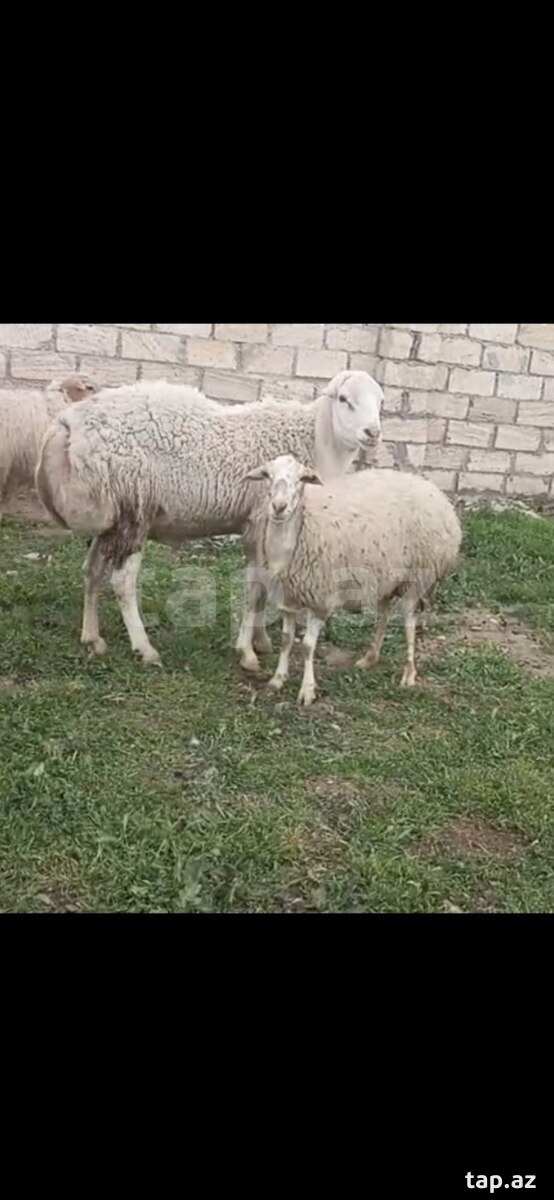 Qoç