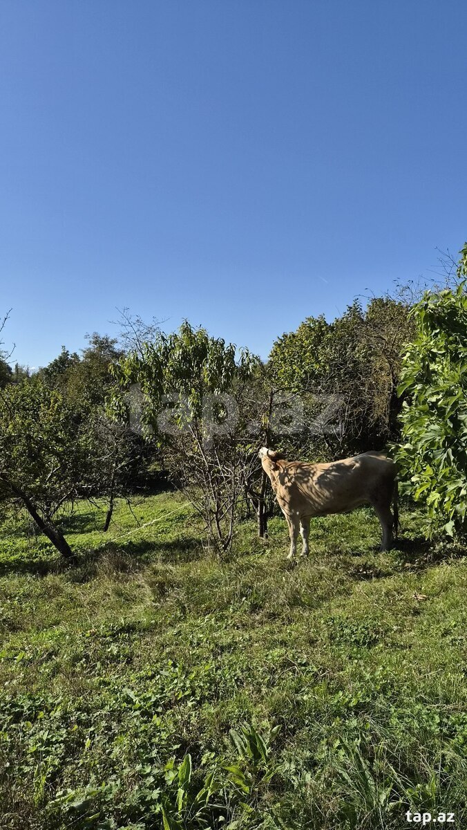 4-room private house for sale, Gusar